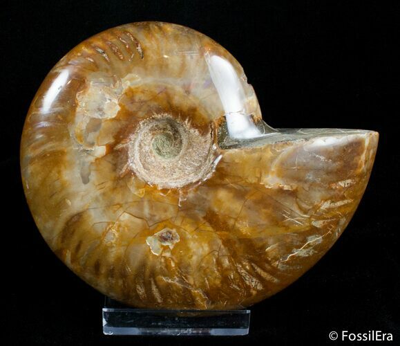 Inch Polished Ammonite - Red Iredescents #2907